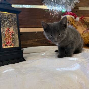 Rescue Domestic Short Hair Cats for Adoption in Shorewood, Illinois - Chandler | PetCurious