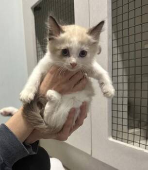 Creamsicle -  Domestic Short Hair and Siamese Cat for Adoption in Palm Coast, Florida - Creamsicle | PetCurious
