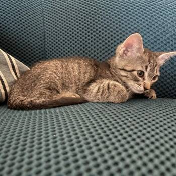 Instant Replay 28 -  Domestic Short Hair Cat for Adoption in Austin, Texas - Instant Replay 28 | PetCurious
