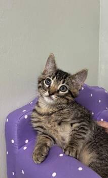Domestic Short Hair Cats Available for Adoption in Picayune, Mississippi - Possum | PetCurious