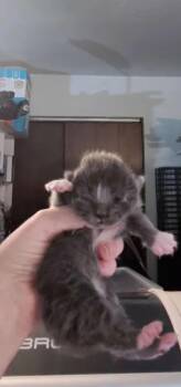 Chester -  Domestic Medium Hair Cat for Adoption in Kennewick, Washington - Chester | PetCurious