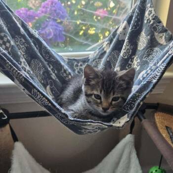 Mango -  Domestic Short Hair Cat for Adoption in Chesapeake, Virginia - Mango | PetCurious