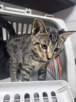 Nf 11 Bartholomew -  Domestic Short Hair Cat for Adoption in Lawrenceville, Georgia - Nf 11 Bartholomew | PetCurious