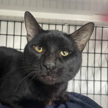 Prince Draven -  Domestic Short Hair Cat Available for Adoption in Chicago, Illinois - Prince Draven | PetCurious