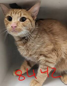 Domestic Short Hair Cats Available for Adoption in Ontario, California - PERCY | PetCurious