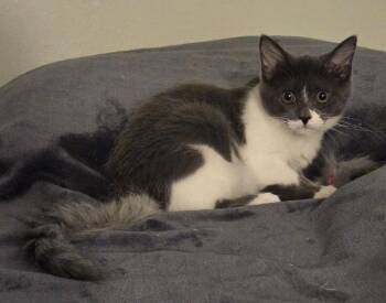 Bellina -  Domestic Medium Hair Cat for Adoption in Walled Lake, Michigan - Bellina | PetCurious