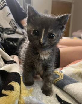 Rice Ball -  Domestic Short Hair Cat for Adoption in Philadelphia, Pennsylvania - Rice Ball | PetCurious