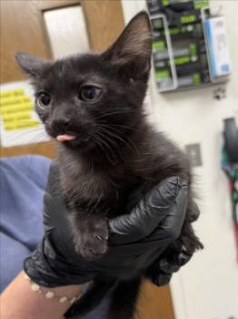 DIXIE -  Domestic Short Hair Cat for Adoption in Norco, California - DIXIE | PetCurious