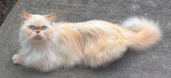 Ping Pong -  Persian Cat for Adoption in Clarksville, Tennessee - Ping Pong | PetCurious