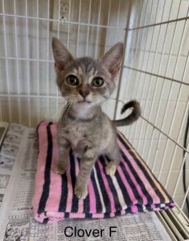 Clover -  Domestic Short Hair Cat for Adoption in Cromwell, Kentucky - Clover | PetCurious