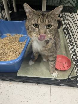 Rescue Domestic Short Hair Cats for Adoption in Meriden, Connecticut - Trusty | PetCurious