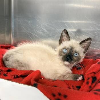 Squirmy -  Siamese Cat for Adoption in Palm Springs, California - Squirmy | PetCurious