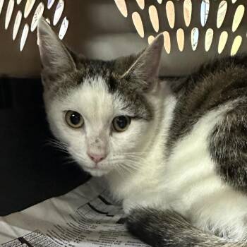 Bob -  Domestic Short Hair Cat for Adoption in Corbin, Kentucky - Bob | PetCurious
