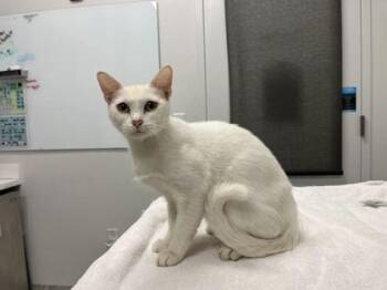 Glow In The Dark Stars -  Domestic Short Hair Cat for Adoption in Kansas City, Missouri - Glow In The Dark Stars | PetCurious
