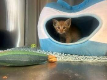 DODGE -  Domestic Short Hair Cat for Adoption in Santa Monica, California - DODGE | PetCurious