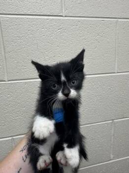 Matt Ishida -  Domestic Short Hair Cat for Adoption in Westland, Michigan - Matt Ishida | PetCurious