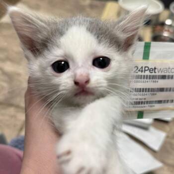 Beach Day -  Domestic Short Hair Cat for Adoption in Pekin, Illinois - Beach Day | PetCurious