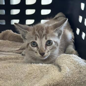 Caramel -  Domestic Short Hair Cat for Adoption in Jupiter, Florida - Caramel | PetCurious