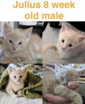 Julius -  Domestic Short Hair Cat for Adoption in Mustang, Oklahoma - Julius | PetCurious