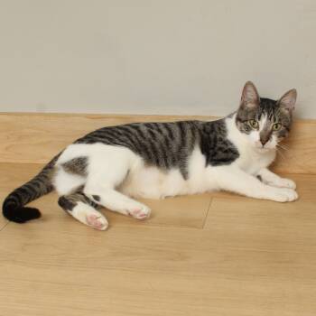 Rescue Domestic Short Hair Cats for Adoption in Minnetonka, Minnesota - Marigold C66321 | PetCurious