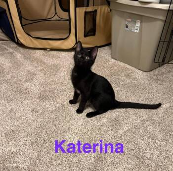 Domestic Short Hair Cats Available for Adoption - Katarina B. | PetCurious