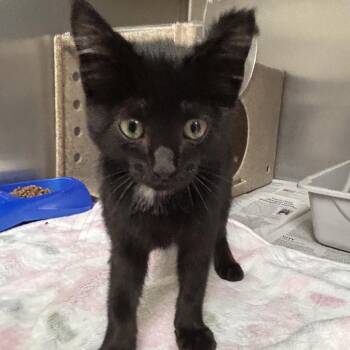 Spooky -  Domestic Short Hair Cat for Adoption in Roxboro, North Carolina - Spooky | PetCurious