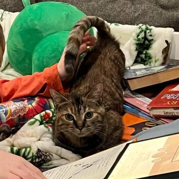 Domestic Short Hair Cats Available for Adoption - Rhea | PetCurious