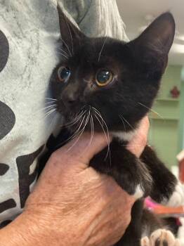 Koa -  Domestic Short Hair Cat for Adoption in Burnsville, North Carolina - Koa | PetCurious