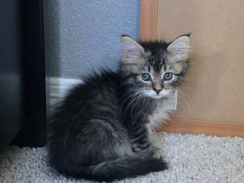 Patrick -  Domestic Medium Hair Cat for Adoption in Parker, Colorado - Patrick | PetCurious