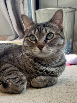 Domestic Short Hair Cats Available for Adoption - May And May May | PetCurious