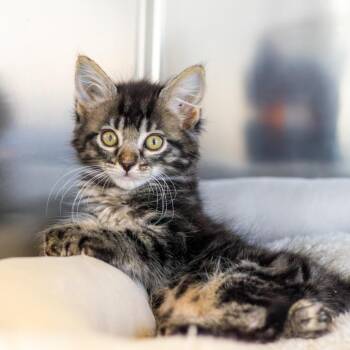 Domestic Medium Hair Cats Available for Adoption in Wilmington, Delaware - Joey | PetCurious