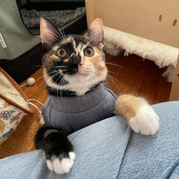 Rescue Domestic Short Hair Cats for Adoption in Costa Mesa, California - Sabrina | PetCurious