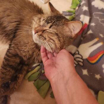 Reggie C11642 -  Domestic Medium Hair Cat for Adoption - Reggie C11642 | PetCurious