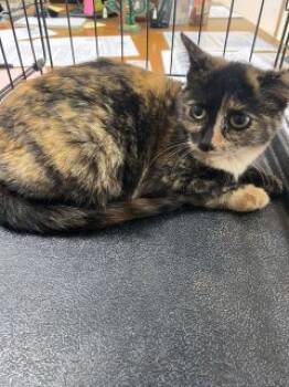 Rescue Domestic Short Hair Cats for Adoption in Joplin, Missouri - Carly 34002 | PetCurious