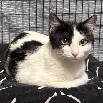 Domestic Medium Hair Cats Available for Adoption - Hunter | PetCurious