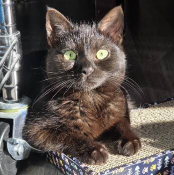 Domestic Short Hair Cats Available for Adoption in Vaughan, Ontario - Forest | PetCurious