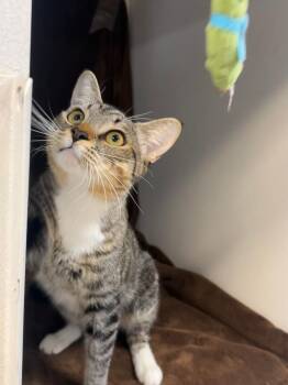 Domestic Short Hair Cats Available for Adoption in Glendale, Arizona - Bimbo | PetCurious