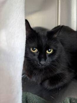 Betty -  Domestic Long Hair and Domestic Short Hair Cat for Adoption in Westland, Michigan - Betty | PetCurious