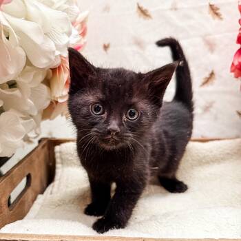 Edgar -  Domestic Short Hair Cat for Adoption in Newberg, Oregon - Edgar | PetCurious