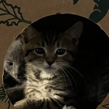 Domestic Medium Hair Cats Available for Adoption in Baltimore, Maryland - Jenkes 1 [white] | PetCurious