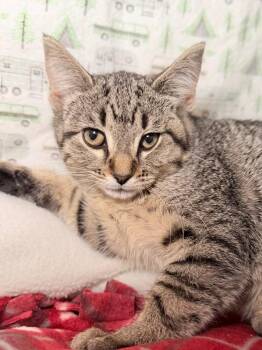 Jupiter -  Domestic Short Hair Cat Available for Adoption in Menomonie, Wisconsin - Jupiter | PetCurious