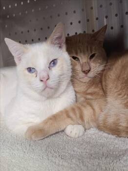 Rescue Domestic Short Hair Cats for Adoption in Woodland, California - *SOFTY | PetCurious