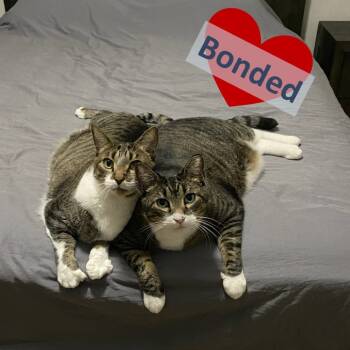 Rescue Domestic Short Hair Cats for Adoption in Ashland, Massachusetts - Ross & Joey | PetCurious