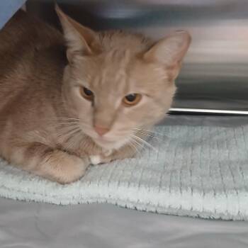 Domestic Short Hair Cats Available for Adoption in Philadelphia, Pennsylvania - Bailey BOO BOO | PetCurious