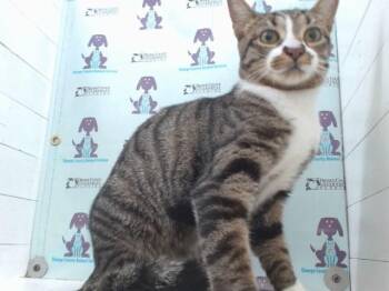 CATALINA -  Domestic Short Hair Cat for Adoption in Orlando, Florida - CATALINA | PetCurious