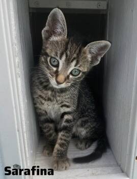 American Shorthair Cats Available for Adoption in Shrewsbury, Massachusetts - Sarafina | PetCurious