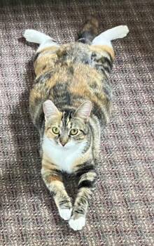 Brianna -  Tabby Cat for Adoption in Springfield, Oregon - Brianna | PetCurious