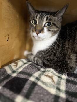 Domestic Short Hair Cats Available for Adoption - Simeon | PetCurious