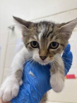 Regan -  Domestic Short Hair Cat for Adoption in Santa Rosa, California - Regan | PetCurious