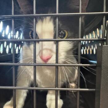 Bean Jr. -  Domestic Short Hair Cat for Adoption in Winston-salem, North Carolina - Bean Jr. | PetCurious